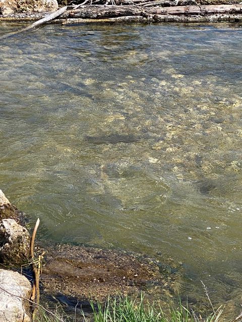 Erfolgskontrolle: Huchen über dem neuen Laichkies